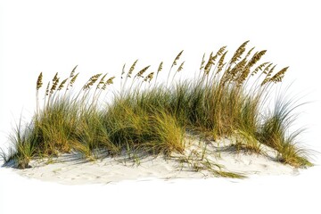 Waves of sea oats and beach grass sway gracefully under the sunlight at a coastal shoreline creating a tranquil and serene atmosphere