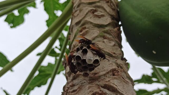 Vespa affinis in the nest