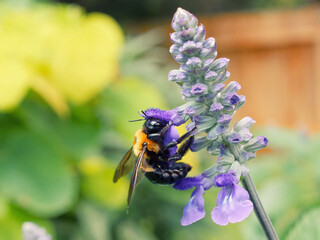 Bumblebee in a flower