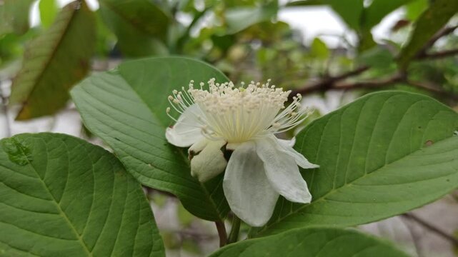 beauty of white guava flower