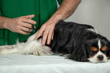 Veterinarian Giving Injection to Cavalier King Charles Spaniel s Hind Leg