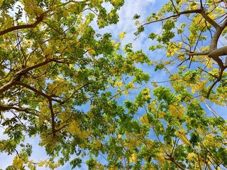 青空を背景に、ゴールデンシャワーツリーの黄色い花が満開に咲く
