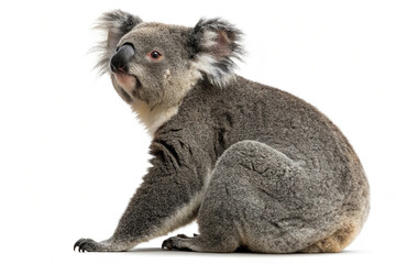 Naklejka premium Koala isolated on transparent background
