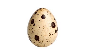 Close-up of a speckled quail egg isolated on a white background