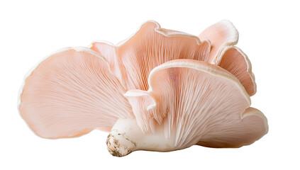 Pink oyster mushroom cluster detailed closeup isolated on transparent PNG