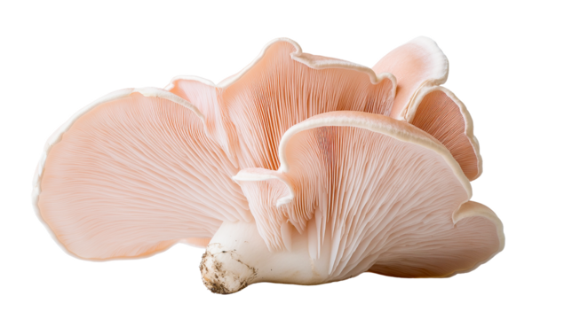 Pink oyster mushroom cluster detailed closeup isolated on transparent PNG