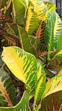 crotons plant