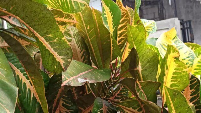 crotons plant