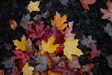 Obraz premium Red Yellow and Brown Autumn Maple Leaves on Dark Ground