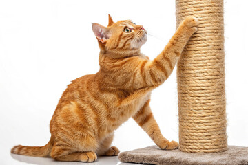 Domestic cat scratching isolated on transparent background