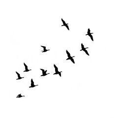 flock of birds | birds flying set vector 
