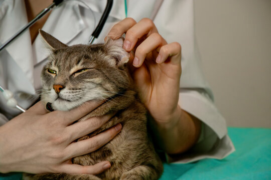 Veterinarian Examining Gray Cat Ear Close Up