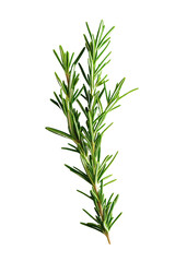 Fresh rosemary sprig culinary herb ingredient isolated on transparent PNG