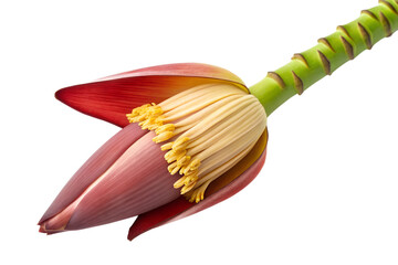 Vibrant Banana Blossom A Close-Up View of Nature's Exquisite Beauty