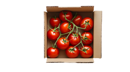 A top down view of a box filled with fresh red tomatoes still attached to their green vines and stems isolated on transparent background