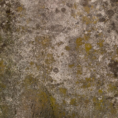 Texture of Weathered Surface With Moss Growth and Natural Patterns