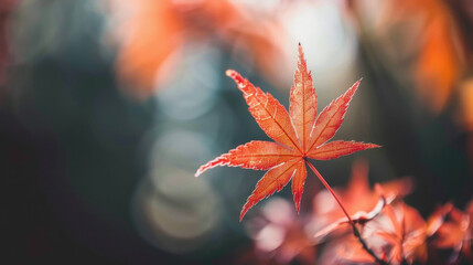 Single red maple leaf autumn nature photography