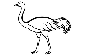 Obraz premium Standing Ostrich Vector Line Drawing
