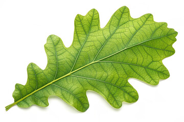 Green oak leaf isolated on transparent background