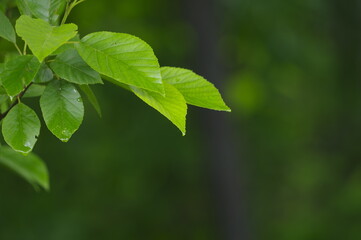新緑の季節の若葉