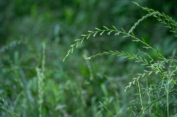朝露に濡れる森の中の草