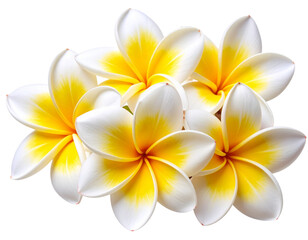 Fototapeta premium Fresh Frangipani (Plumeria) Flowers – Transparent PNG