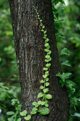 樹木に巻きつき始めたツタ