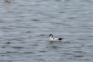 A single pied avocet -Recurvirostra avosetta- along the shores of Walvis Bay, Namibia.