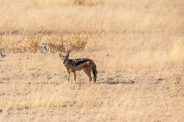 One side-striped Jackal -Canis Adustus- hunting for prey in Etosha National Park, Namibia, around sunset.