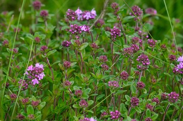 Blossoming fragrant Thymus serpyllum, Breckland wild thyme, creeping thyme, or elfin thyme close-up