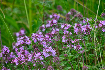 Blossoming fragrant Thymus serpyllum, Breckland wild thyme, creeping thyme, or elfin thyme close-up