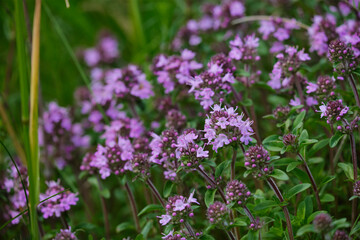Blossoming fragrant Thymus serpyllum, Breckland wild thyme, creeping thyme, or elfin thyme close-up
