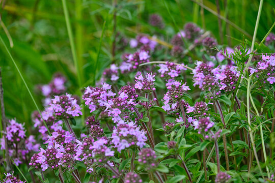 Blossoming fragrant Thymus serpyllum, Breckland wild thyme, creeping thyme, or elfin thyme close-up