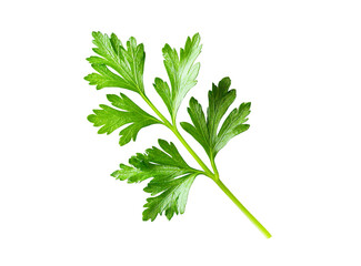 Fresh parsley sprig culinary herb ingredient isolated on transparent PNG
