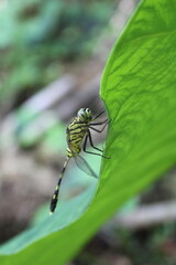 light green dragonfly perched on a leaf