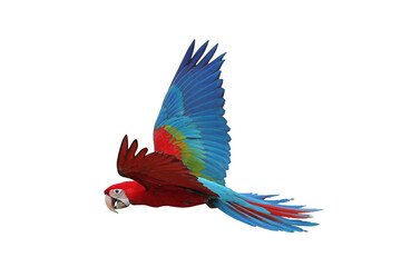 Colorful flying Green Wing Macaw parrot isolated on transparent background png file