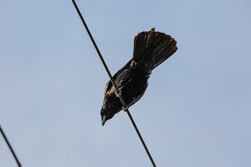 Crow on metal wire from below