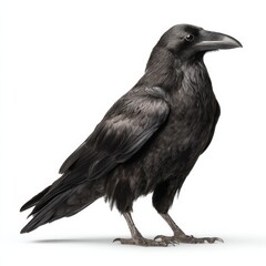Fototapeta premium Black Raven Bird Isolated on White Background, Wildlife, Avian