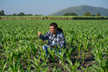 Naklejka premium Agronomist Using Technology in Agricultural Corn Field. Farmer Agronomist Inspecting Corn with a Tablet.