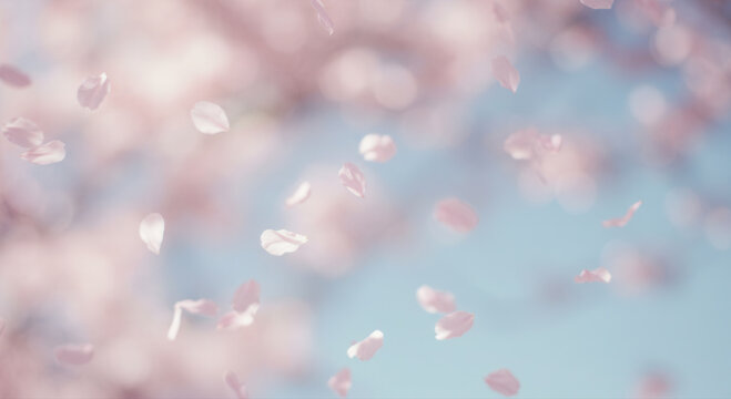 A gentle cascade of pink cherry blossom petals dancing in the spring breeze.