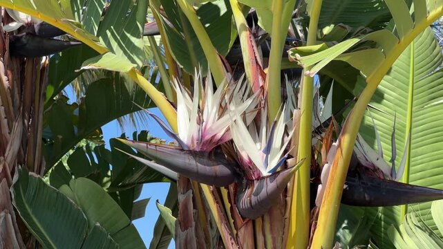 Exotic white bird of paradise flowers (Strelitzia nicolai) with large green leaves against a clear blue sky, showcasing tropical beauty and vibrant nature.