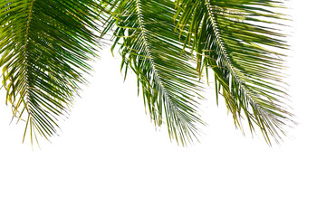 Palm tree leaves texture white background isolated closeup, coconut palm leaf decoration, green palm branch frame, exotic foliage pattern, design element for tropical island, sea beach, summer holiday