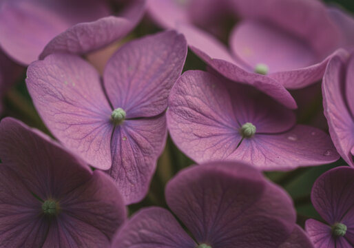 A close-up shot showcasing the intricate details of a cluster of purple hydrangeas.