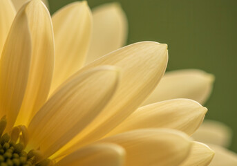 Obraz premium A radiant yellow flower showcases delicate petals in a mesmerizing close-up view.