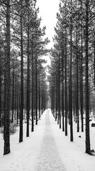 Monochrome Winter Forest Path
