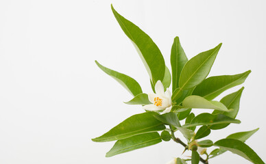 　ゆずの花　　スタジオ撮影