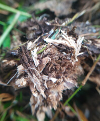 frog on the grass