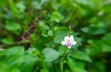 blue and white flowers