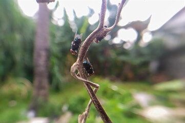 insects sitting on green leaves