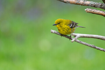 Male pine warbler perched on a branch of a tree